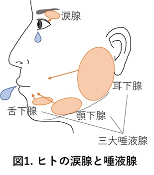 Salivary glands