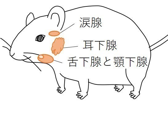 Animal Research